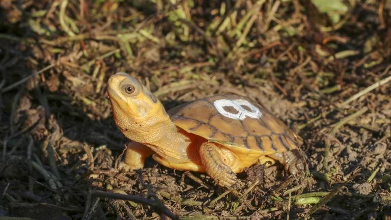Shirlee, a Blanding’s turtle, as a new hatchling in 2017 (Courtesy Forest Preserve District of DuPage County)