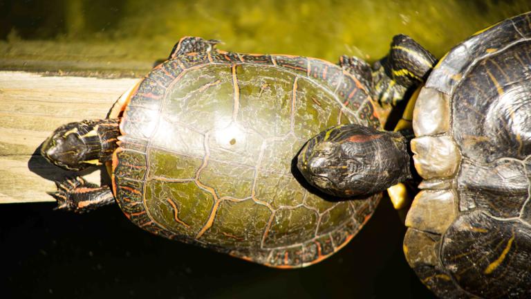 Turtles basking at a Lincoln Park pond. (Michael Izquierdo / WTTW News)