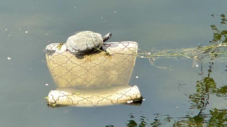 A turtle seen basking on an armchair near the North Branch of the Chicago River, May 15, 2025. (Patty Wetli / WTTW News)