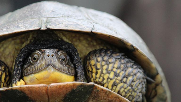 The Peggy Notebaert Nature Museum is raising endangered turtles in captivity until they grow large enough to fend for themselves. (Peggy Notebaert Nature Museum) 