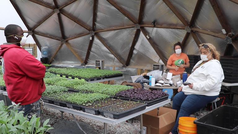 Urban Growers Collective co-founder Erika Allen, right, and staff sort through seeds inside the geodesic dome at the nonprofit’s South Chicago farm. (Evan Garcia / WTTW News)