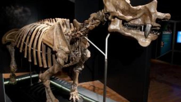 Uintatherium, Courtesy The Field Museum © AMNH/ D. Finn