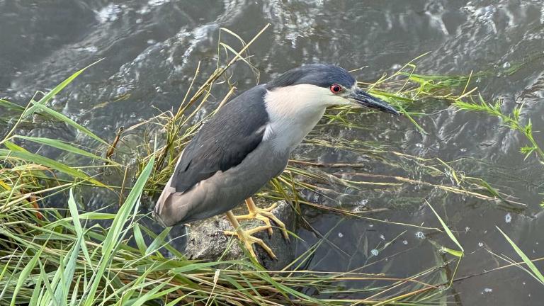 A black-crowned night heron, on the Chicago River. (Patty Wetli / WTTW News)