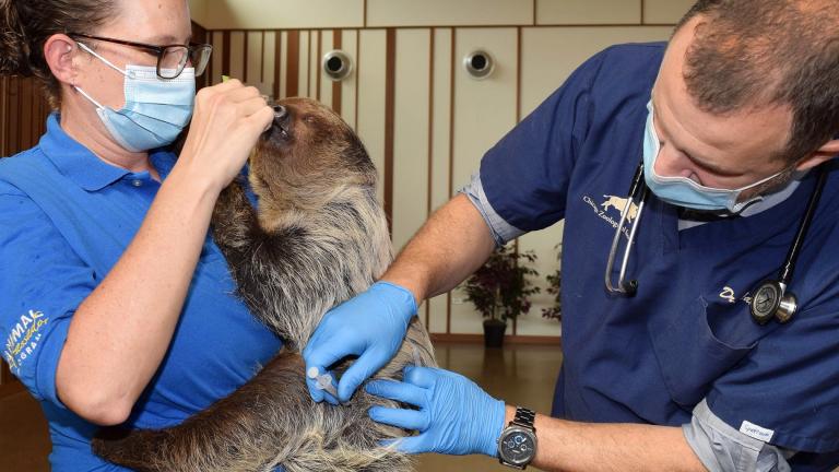 A Linnaeus’s two-toed sloth at Brookfield Zoo receives a COVID-19 vaccine. (Cathy Bazzoni / Chicago Zoological Society-Brookfield Zoo)