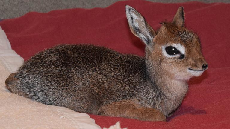 Valentino, a small African antelope, was born Thursday at Brookfield Zoo. (Cathy Bazzoni / Chicago Zoological Society)