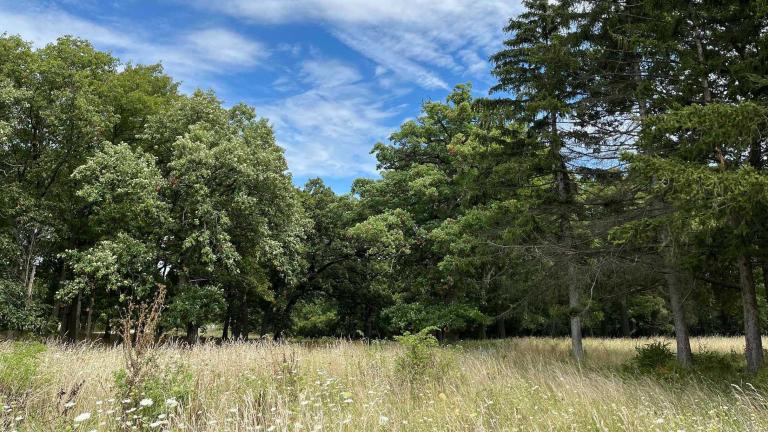 The Forest Preserve District of Cook County manages 70,000 acres of public land, including this parcel in Tinley Park. (Courtesy Forest Preserve District of Cook County)