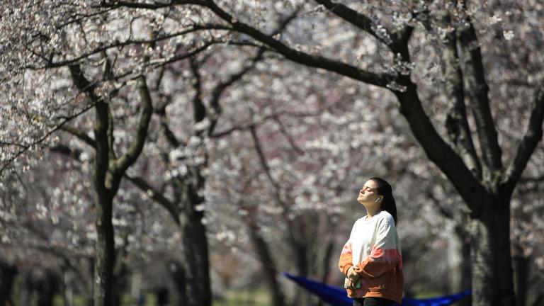 In this March 26, 2020, photo, a person takes in the afternoon sun amongst the cherry blossoms along Kelly Drive in Philadelphia. (AP Photo / Matt Rourke)