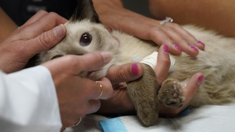 Veterinary personnel keep a cat named Miller calm as he has blood drawn, Monday, April 12, 2021, at Veterinary Specialty Hospital of Palm Beach Gardens in Palm Beach Gardens, Fla. (AP Photo / Wilfredo Lee)