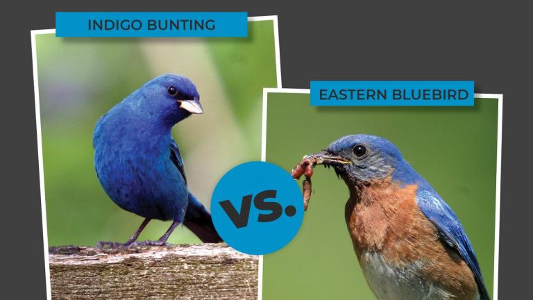 Birding enthusiasts are piggybacking on the March Madness format. (Courtesy of Forest Preserve District of Will County)