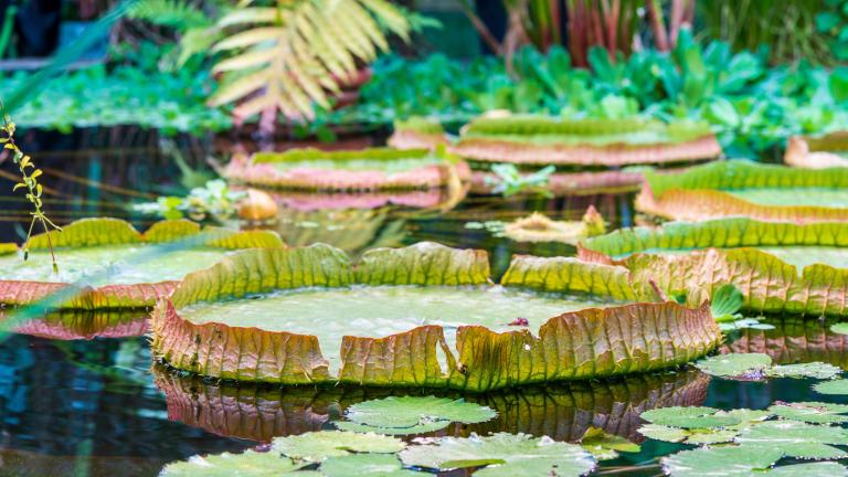 Giant water lily plants, native to the tropics, can grow up to a diameter of 10 feet and hold the weight of an adult. (Dreamnordno / iStock) 