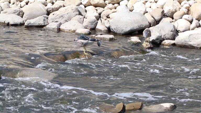 A black-crowned night heron snags a fish on River Park’s new riverbed habitat, where Chicago’s last waterfall once flowed. (Evan Garcia / WTTW News)