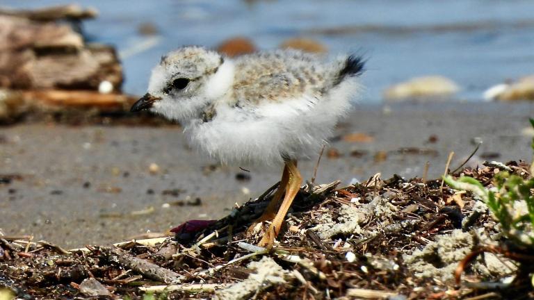 A piping plover chick explores the shoreline of its protected beach where it hatched in mid-July 2026. (Courtesy of Carolyn Lueck)