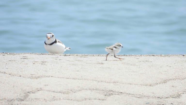 A newly hatched piping plover chick checks out the beach in Waukegan under a watchful parent's eye, June 2025. (Courtesy of Carolyn Lueck)
