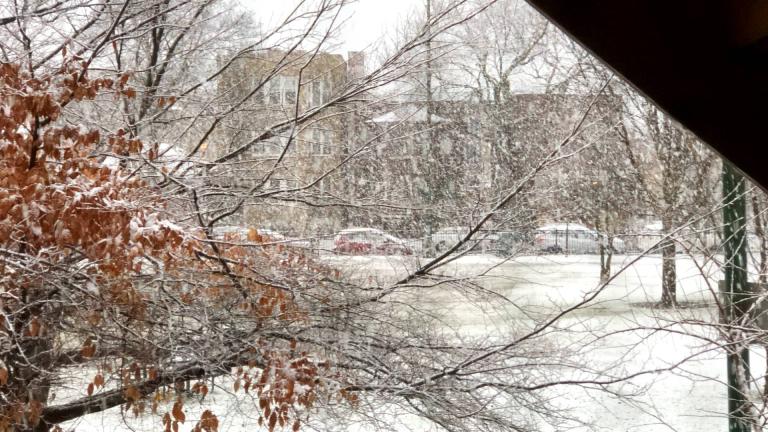Snow falls on Chicago's North Side, Jan. 9, 2024. (Patty Wetli / WTTW News)