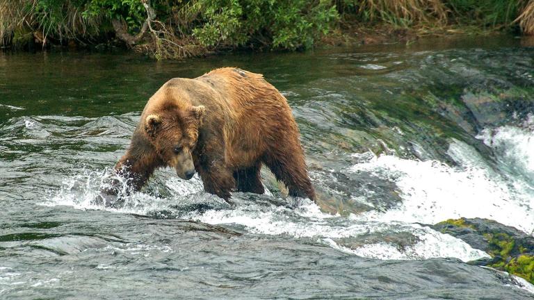 Live web cam feeds of nature and wildlife are a great way to bust free of quarantine without leaving home. (Terry Ott / Flickr)