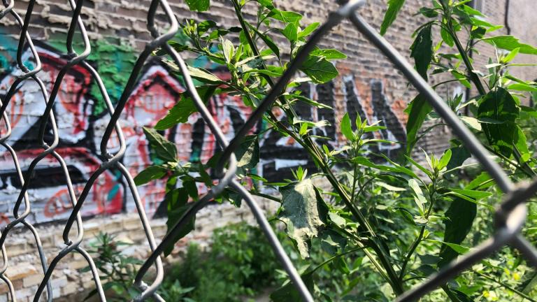 Chicago’s Office of Inspector General continues to monitor the city’s weed-clearing practices for vacant lots. (Patty Wetli / WTTW News)