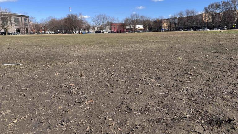 An infestation of grubs has laid waste to Welles Park for the second time in five years, March 13, 2026. (Patty Wetli / WTTW News)