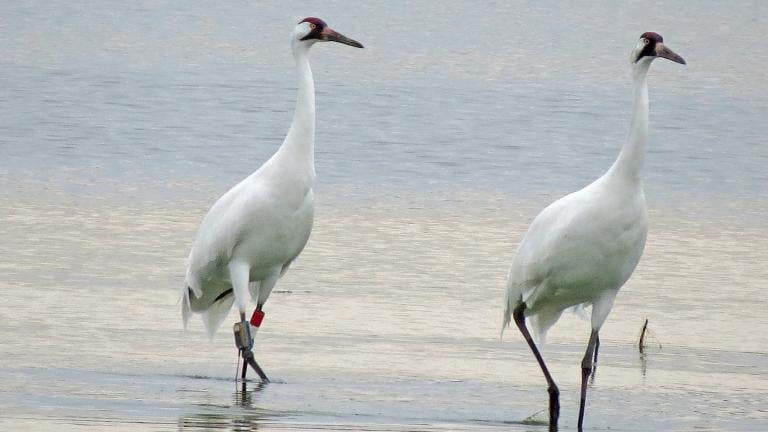 Whooping cranes are known for their snowy white plumage, red caps and bugling call. Seen here in South Dakota. (U.S. Fish and Wildlife Service Mountain-Pacific Region / Flickr Creative Commons)