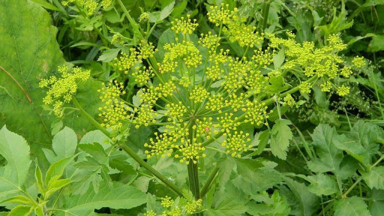 A wild parsnip plant (Pictured Rocks National Lakeshore / Flickr)