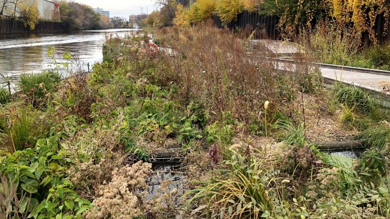 The Wild Mile floating wetland in the Chicago River, October 2022. (Patty Wetli / WTTW News)