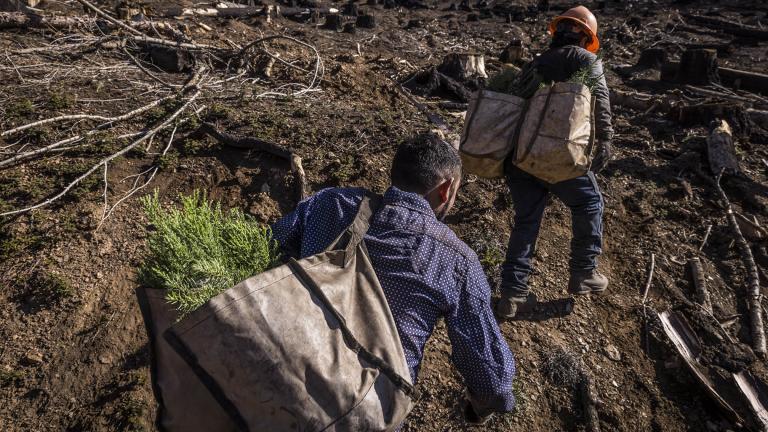 Contract workers hired by the State of California carry giant sequoia seedlings to be planted on a hillside in Mountain Home State Demonstration Forest outside Springville, Calif., on April 26, 2022. (Carlos Avila Gonzalez / San Francisco Chronicle via AP, File)