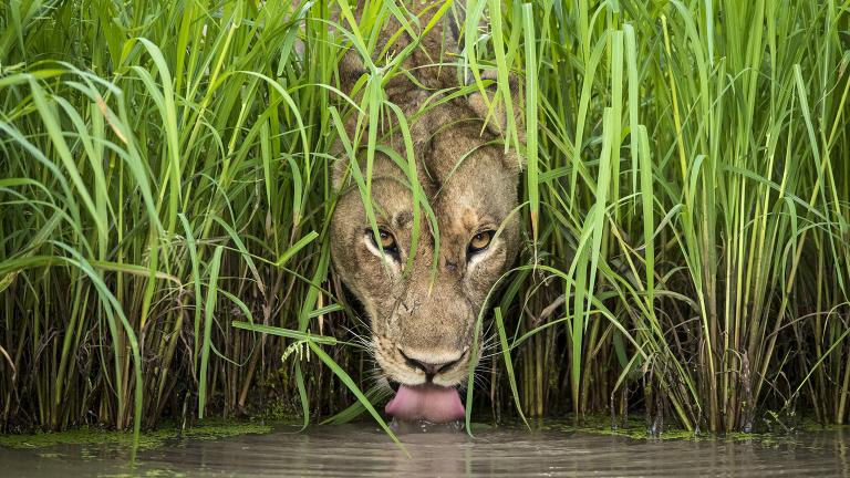 A lioness drinks from a waterhole in Zambia’s South Luangwa National Park. (© Isak Pretorius, South Africa)