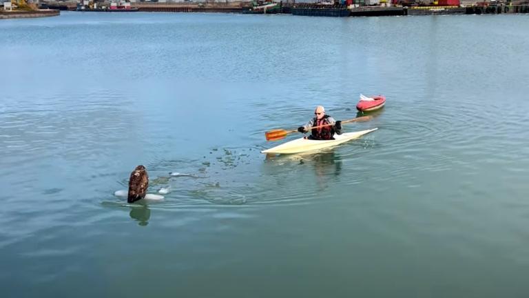 Jim Tibensky, a volunteer with Chicago Bird Collision Monitors, nudges a bald eagle to shore New Year's Day in Waukegan Harbor. (Courtesy Nat Carmichael)