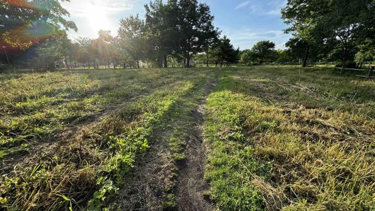 A natural area in Winnemac Park that had been blooming with native plants has been mowed down without any warning to volunteer stewards, the park advisory council or community at large. (Patty Wetli / WTTW News)