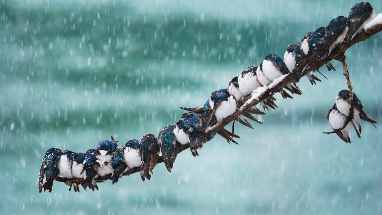 Swallows huddled together during a snowstorm (Keith Williams / Flickr)