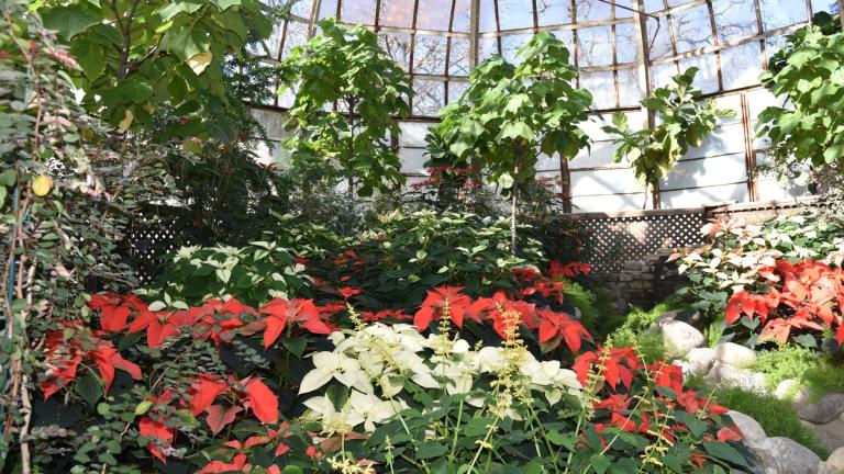 “Wintergreen” at the Lincoln Park Conservatory. (Chicago Park District)