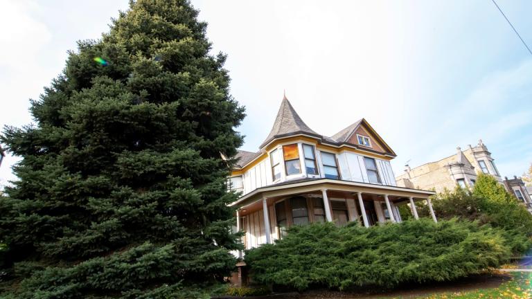 Chicago's 2024 Christmas tree is 53-foot Colorado blue spruce from Logan Square. (Photo by Lori Sapio, courtesy of the Holden-Shaddick family)