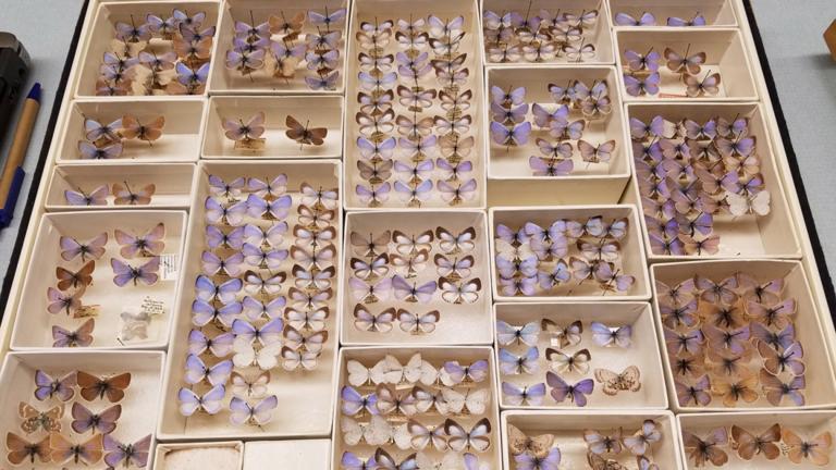 Specimens of the extinct Xerces blue butterfly, in the Field Museum's collection. (Courtesy of Field Museum)
