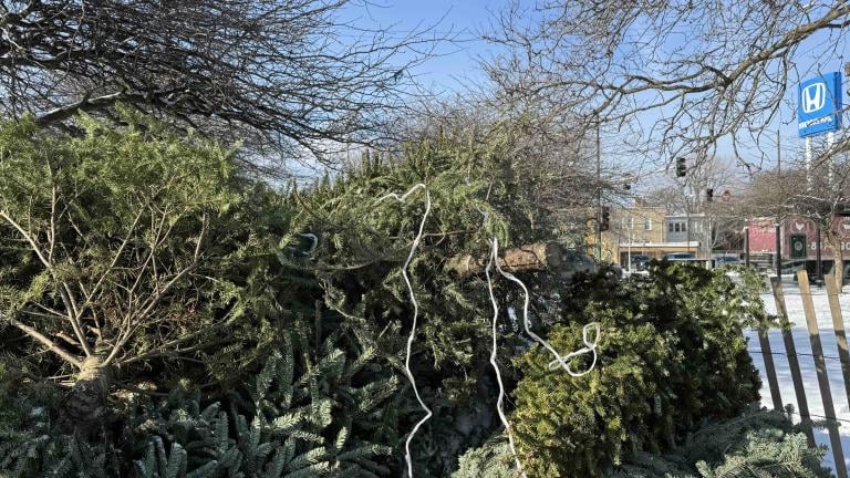 Christmas trees can be recycled at more than two dozen Chicago parks, Jan. 3-17. All decorations must be removed, and that includes string. (Patty Wetli / WTTW News) 