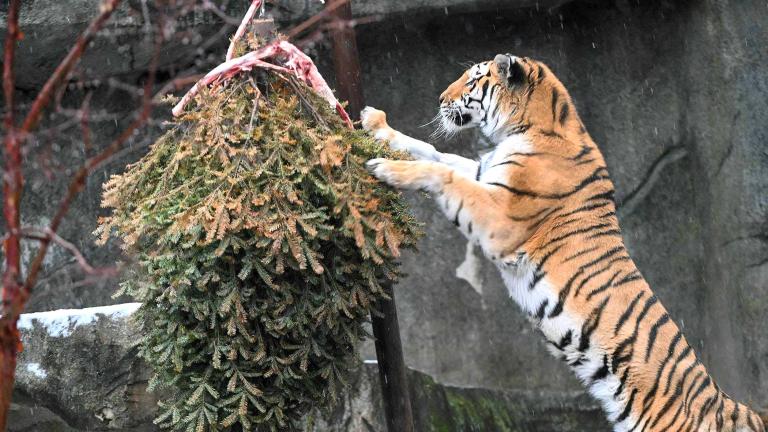 Whirl, an Amur tiger at Brookfield Zoo, jumps up to reach for a bone in a Christmas tree that was hung in her habitat for enrichment. (Jim Schulz / CZS-Brookfield Zoo)