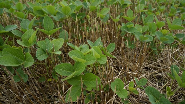 Soybeans and wheats are seen in Jeff O'Connor's farm, Thursday, Aug. 4, 2022, in Kankakee, Ill. A US Department of Agriculture move to change crop insurance rules to encourage farmers to grow two crops in a single year instead of one. (AP Photo/Nam Y. Huh)