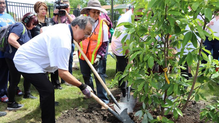 Cellist Yo-Yo Ma plants a magnolia tree in Chicago’s Unity Park on June 21, 2019. (Evan Garcia / WTTW)