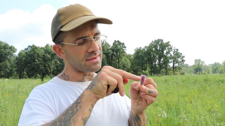 Amateur botanist Joey Santore examines the flowering plant dalea purpurea, commonly known as the purple prairie clover. (Evan Garcia / WTTW News)