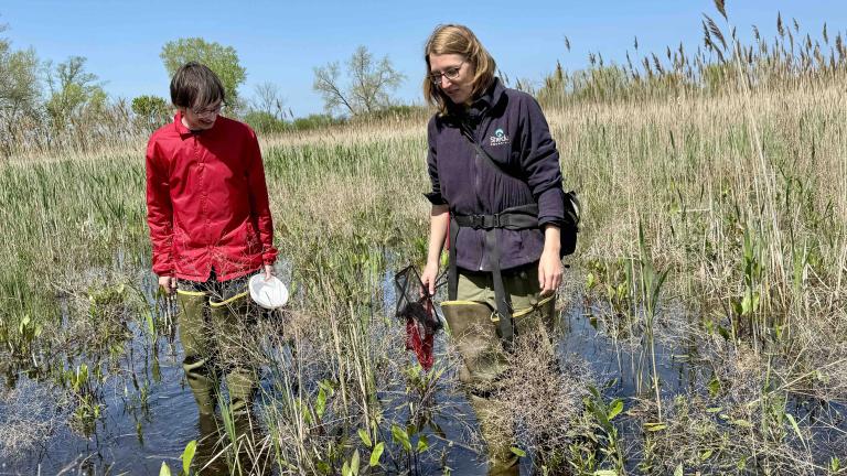 Shedd Aquarium research biologist Melissa Youngquist (r) and intern Donovan Capet wade through Big Marsh Park looking for tadpoles and other signs of amphibian life, May 5, 2025. (Patty Wetli / WTTW News)