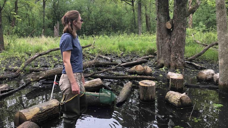 Shedd Aquarium biologist Melissa Youngquist, checking in on wetland monitoring sites. (Patty Wetli / WTTW News)