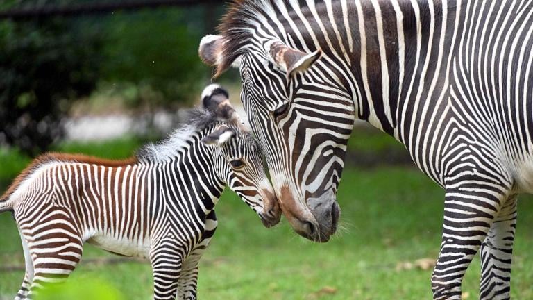 A newborn male Grevy's zebra nuzzles with mom Nyota at Brookfield Zoo Chicago. (Jim Schulz / Brookfield Zoo Chicago)