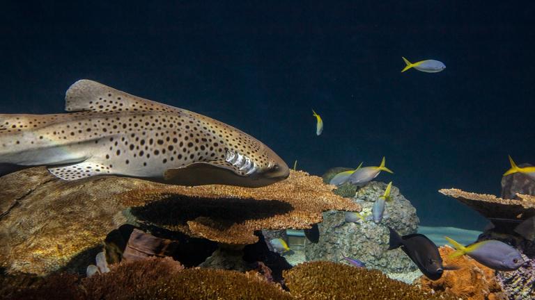 Zebra shark. (Brenna Hernandez / Shedd Aquarium)