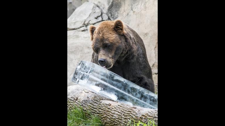 Axhi, a grizzly bear at Brookfield Zoo, enjoys a 300-pound block of ice. (Kelly Tone / Chicago Zoological Society) 