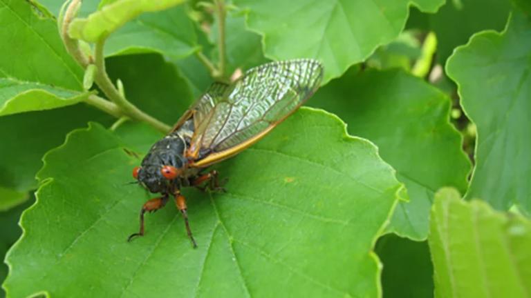 File photo of an adult cicada.