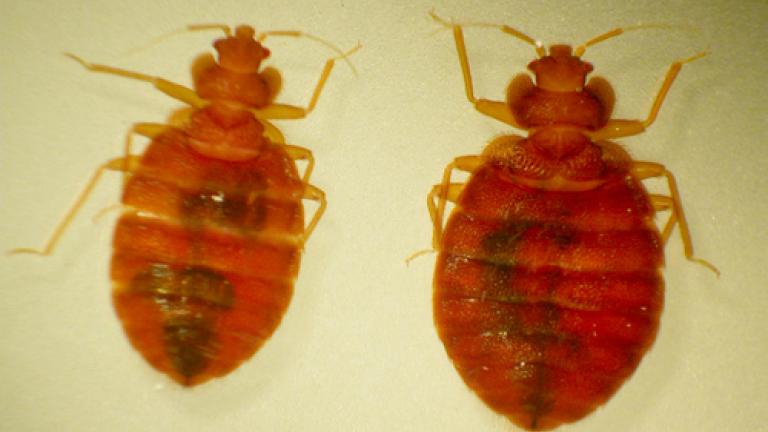 Bed Bugs