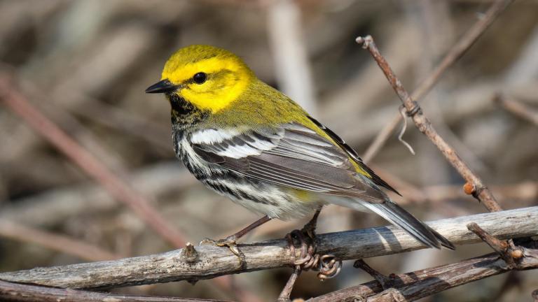 Millions of birds, including warblers, will be migrating through Chicago. (Howard Walsh / Pixabay)
