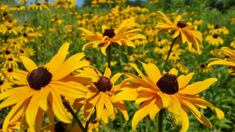 Black-eyed Susans are among the many types of native plants available for purchase at the Lake County Forest Preserves’ Native Plant Sale. (brian60174 / Pixabay)