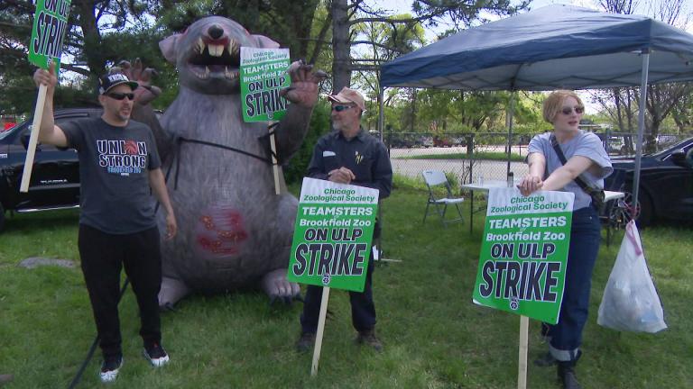 Brookfield Zoo Chicago workers on the picket line on May 4, 2026. (WTTW News)