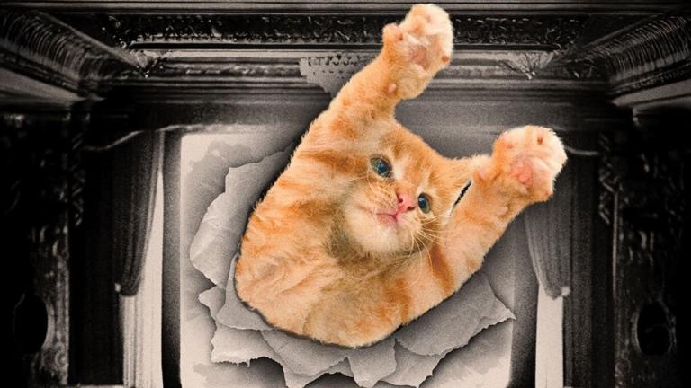 CatVideoFest runs Aug. 2-3 and 5. (Courtesy of the Music Box Theatre)