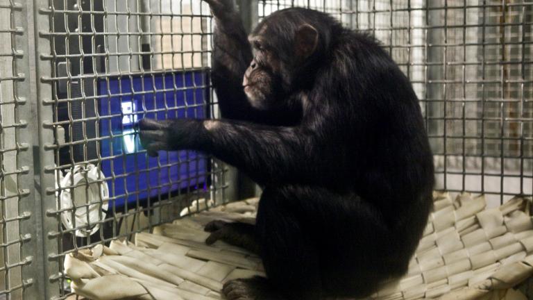 Chimpanzee. Courtesy of the Lincoln Park Zoo.