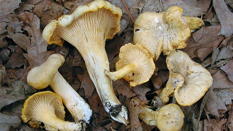 The Chicago chanterelle is smaller than other chanterelle mushrooms and is practically odorless compared to the distinctive fruity smell emitted by other types. (Field Museum)